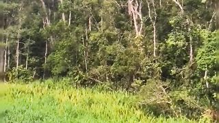 Amazing Monkey