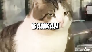 INI DIA KOTA SEJUTA KUCING!