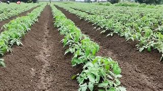 Tomato farming