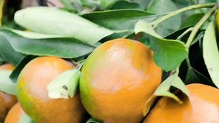 fresh orange fruit