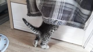 пытается освободить своего братишку.### шотландские котята###.