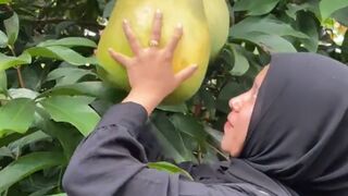 harvest a variety of fresh fruit
