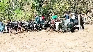 Amazing Video 2024 | New Viral Video 2024 | Ghobal Video please Subscribe My Channel