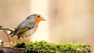 God`s creation - Robin bird.