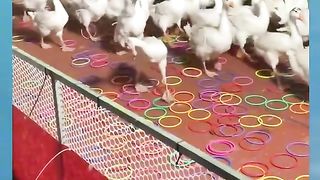Amazing video JKT48