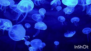 God`s creation - Jellyfish.