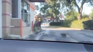 Raccoon drop by for his donut ????