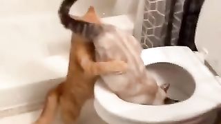 Funny Viral Animal video