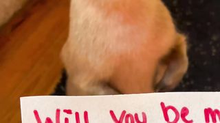Asking my pet to be my valentine hooe