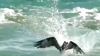 Eagle Hunting Allah Hu Akbar