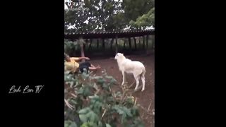 Tổng Hợp Những Khoảnh Khắc Hài Hước Của Năm ???????????? PART 5