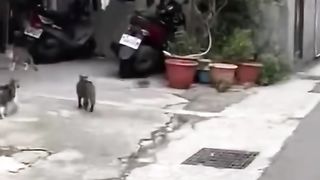 Rat chase cat..