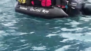 That is a seal attack