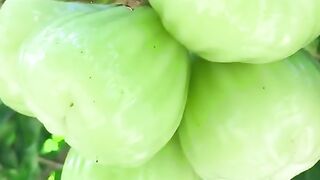 harvest fresh guava