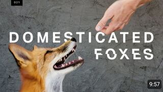We met the world’s first domesticated foxes