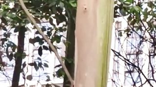 Laser Gun for pruning trees in China