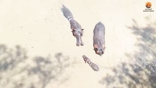 Baby Hippo Fights for Survival While Being Attacked
