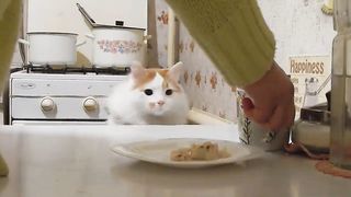 Кот и еда! Скрытая камера! Кот воришка.