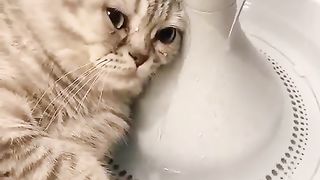 The cat decided to cool off a little in the summer heat