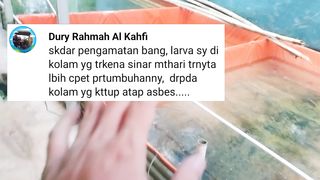 TERBUKTI❗Larva lele lebih cepat tumbuh dikolam outdoor ketimbang kolam indoor