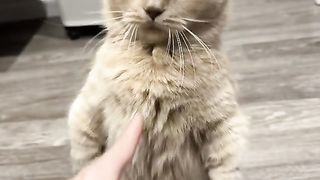 Cat fighting video / Funny moments