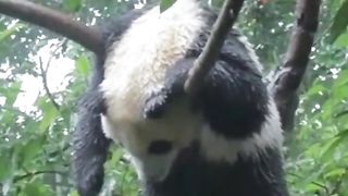 Panda is trying to take a nap right in the tree