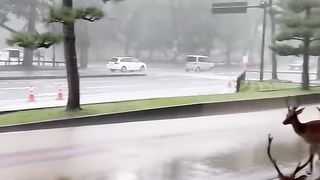 Residents of the Japanese city of Nara took shelter from the rain