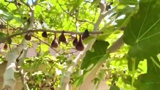 what is this fruit at your place?