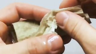 How an acorn sprouts