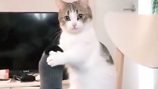 Chat drole video pour vous # tiktok chat