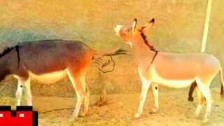 Try Not To Laugh - Funny animals 2024 ♡♡♡