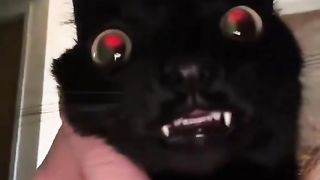 Something scary cat