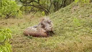 A massive warthog was forced to fight for its life when a leopard caught it right outside its burrow.
