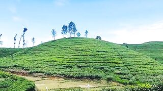 The sound of nature ????????????
