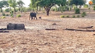 Mother Elephant Gives Up on a Twin to Save the Other from Lions