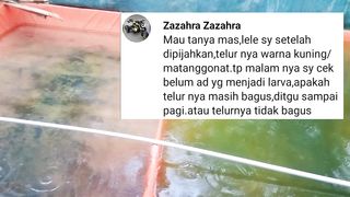 Penetasan telur lele yang IDEALnya itu satu hari satu malam, Bagaimana kalau lebih❓
