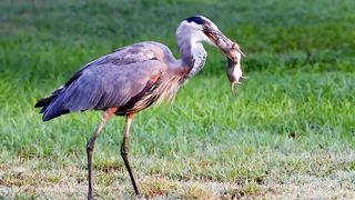Heron vs Snake - Making Mistakes, Hunters Killed by Opponents Mercilessly