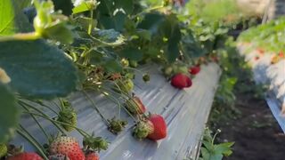 the beauty of the strawberry garden
