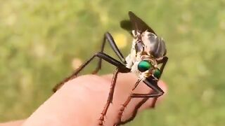 Ktyr is an unusual large fly