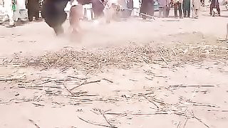 BEAR AND DOG FIGHT