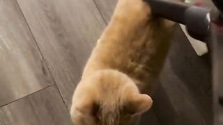 It seems that this cat has broken down