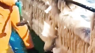Frozen ship ochean