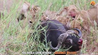Buffalo Thinks it Got Saved Only to Fall Victim to Other Lions
