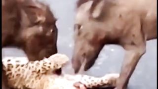 Wild boars unite to fight a leopard
