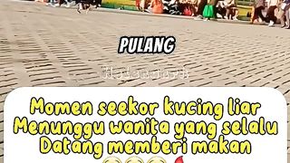 Kucing ini menunggu tuannya di tengah kerumunan orang