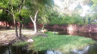 Man falls inside lion den