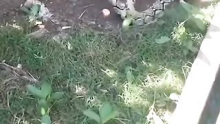 There is something wrong in the animal kingdom