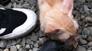 Curious and Friendly Cat!