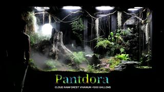 A Disaster and Crisis in My Giant Rainforest Vivarium