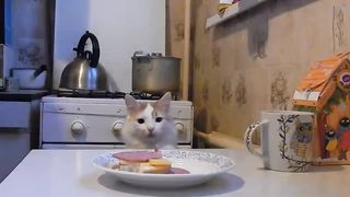 Кот, еда на столе и скрытая камера! Пройдет ли испытание